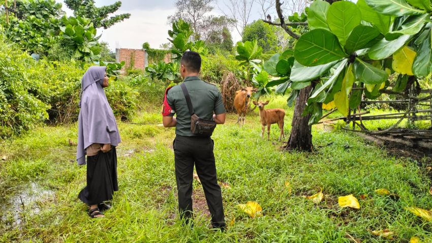 Pratu Wahyu Pradana Sosialisasi PMK ke Peternak Sapi di Desa Tanah Merah