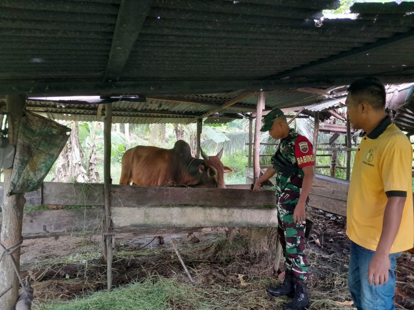 Pratu Prayoga Temui Peternak Sapi di Desa Maini, Pastikan Ternak Warga Bebas PMK