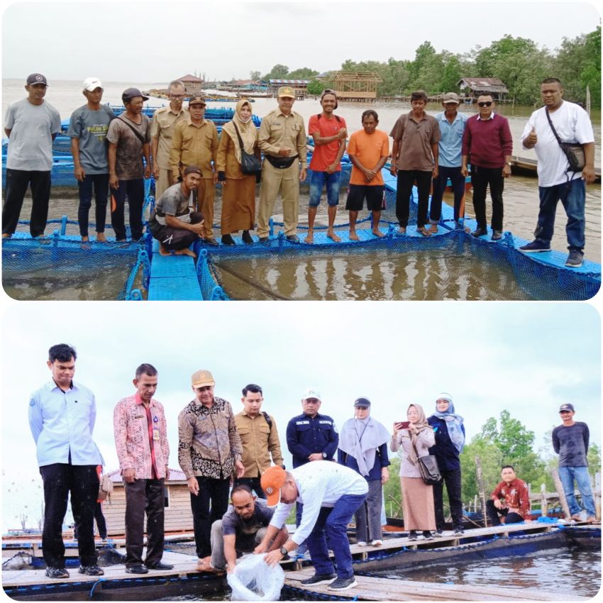 Kakap Putih Budidaya KJA Meranti Berangsur Dilirik Pedagang Lokal dan Luar Daerah