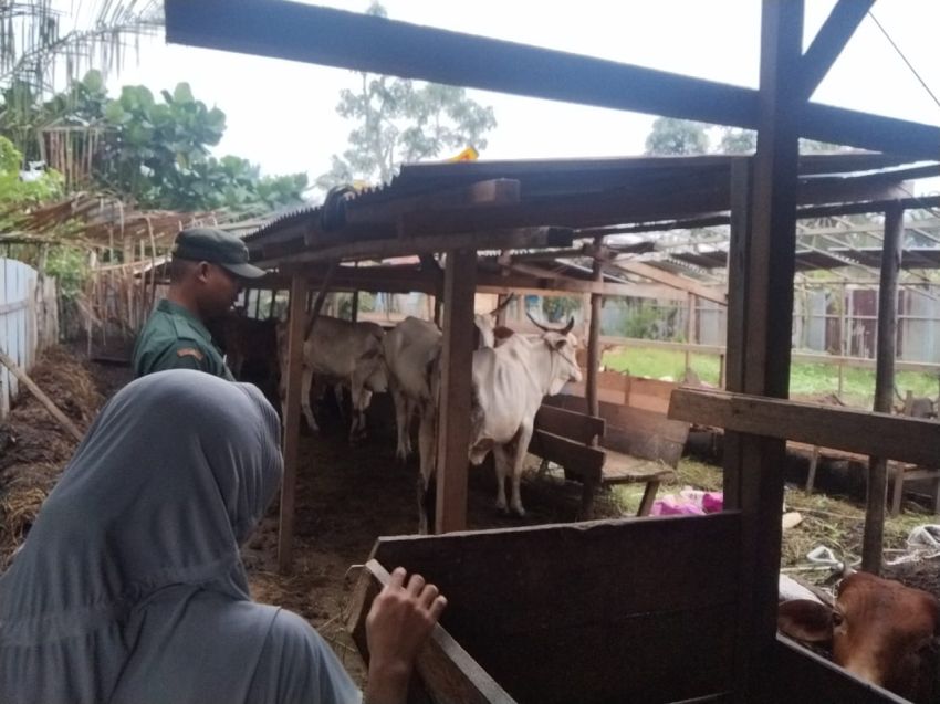Serda Supriandi Monitoring Ternak Sapi Milik Warga Desa Tanjung Bakau
