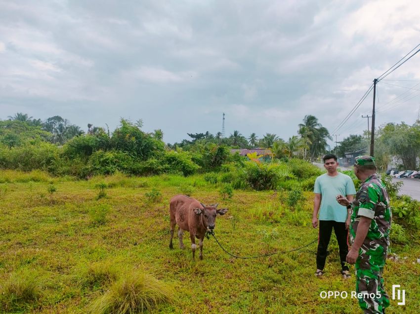 Serda Eka Rafiz Monitoring Ternak Sapi di Desa Lukun