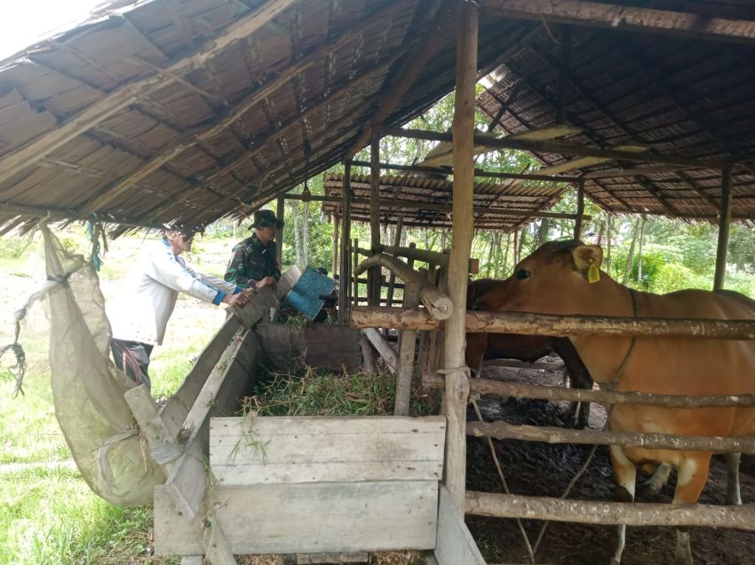 Cegah PMK, Serda Amsyaya Temui Peternak Sapi di Desa Insit