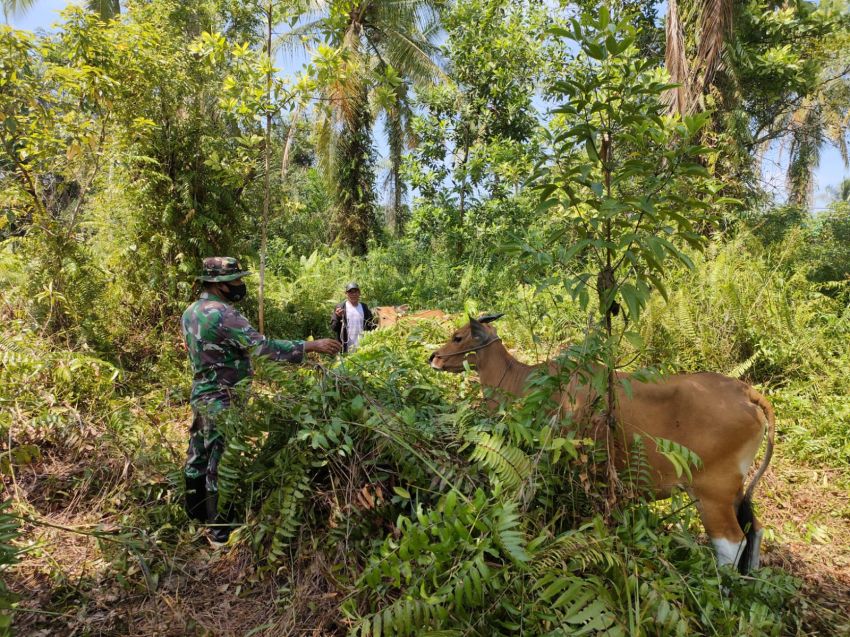 Babinsa Serda Herman Saputra Monitoring Ternak Sapi di Desa Nipah Sendanu