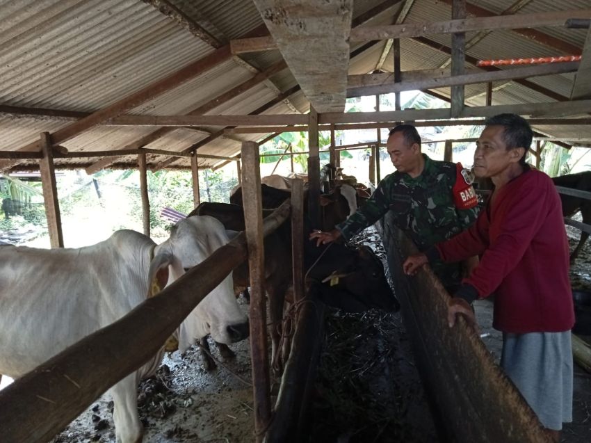 Babinsa Koramil 02 Tebingtinggi Serda Muherli Terus Monitoring Kesehatan Ternak Warga