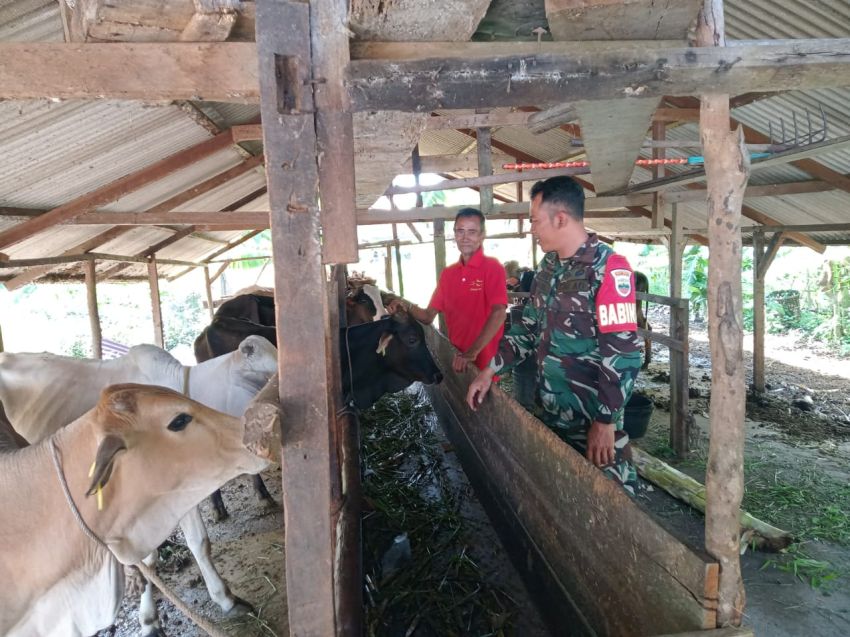 Cegah PMK, Serda Amsyaya Monitoring Ternak Sapi di Desa Insit