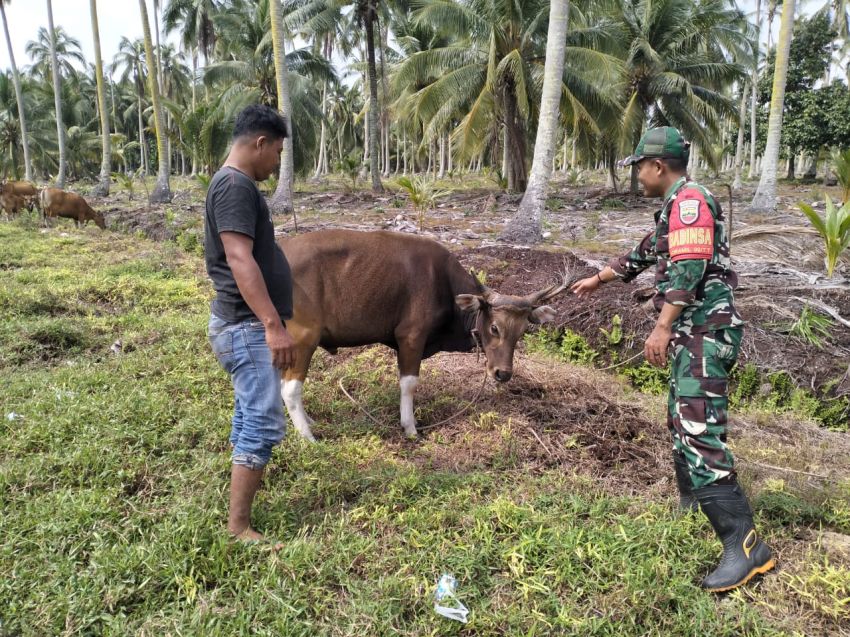 Cagah PMK, Koptu Masran Kunjungi Peternak Sapi di Desa Sungai Gayung Kiri