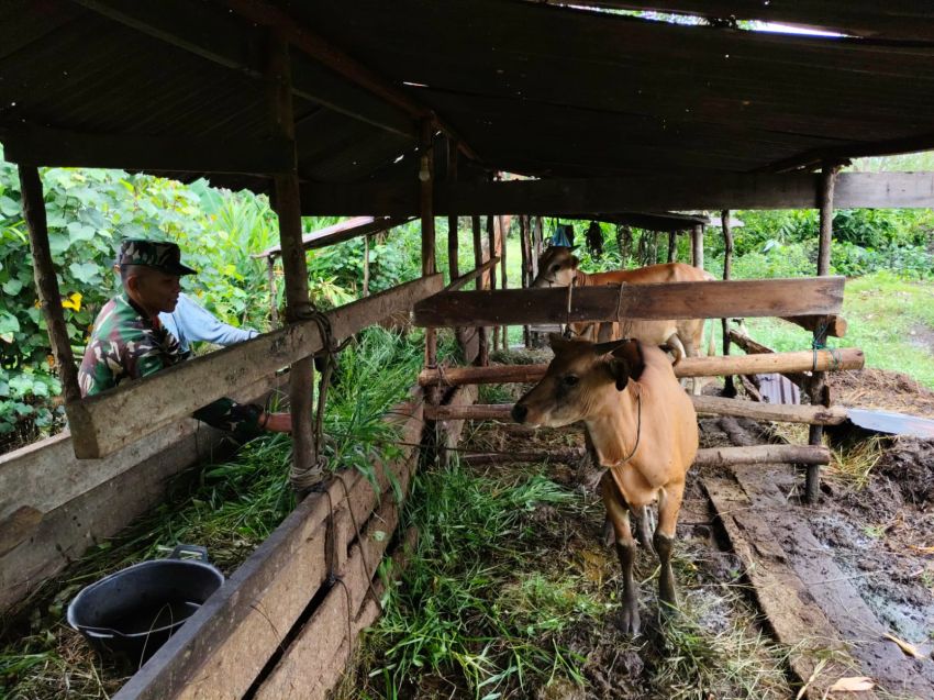 Antisipasi PMK, Pratu Angga Pebrihadi Monitoring Ternak Sapi di Desa Bokor