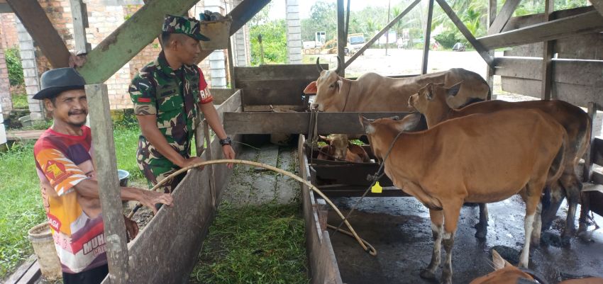 Cegah PMK Hewan, Pratu Angga Pebrihadi Sambangi Peternak Sapi di Telaga Baru