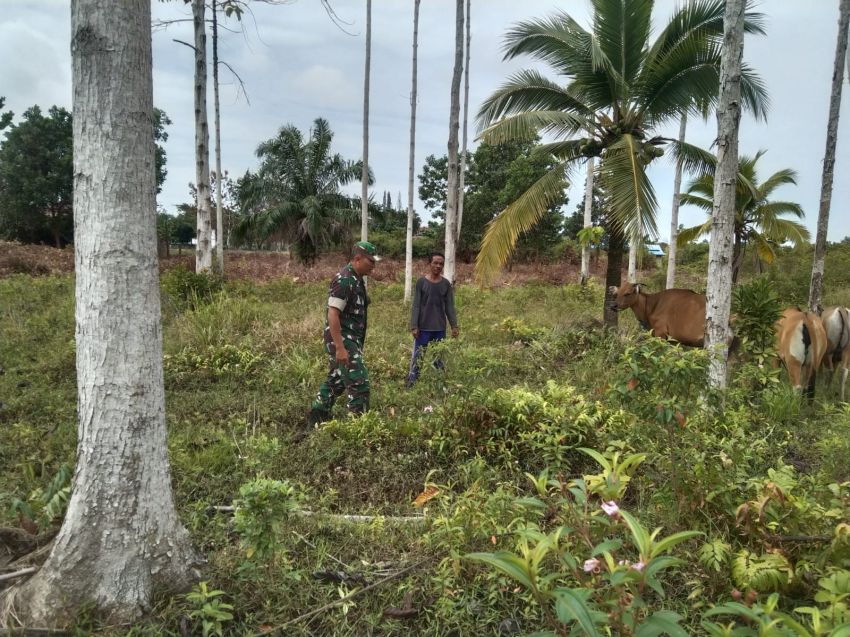 Babinsa Koramil 02 Tebingtinggi Serka E Sembiring Terus Monitoring Kesehatan Ternak Warga