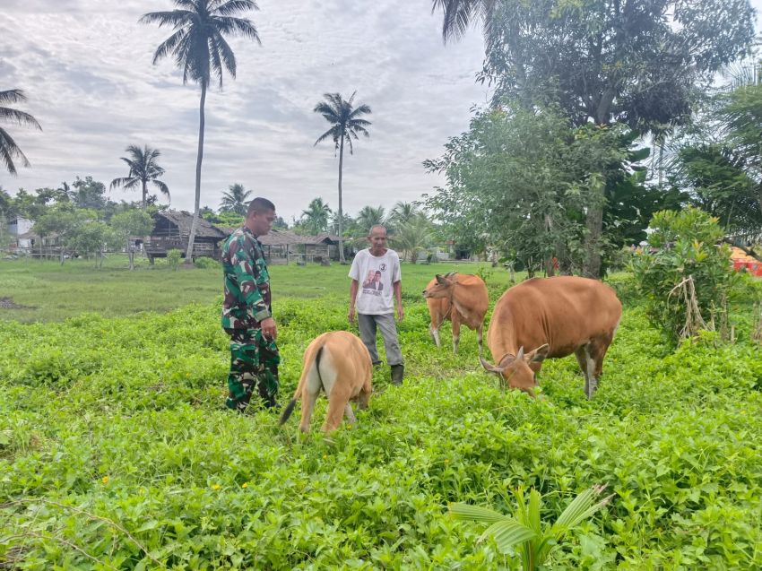 Cegah PMK Hewan, Serda Firman Sihotang Sambangi Peternak Sapi di Selatpanjang Kota