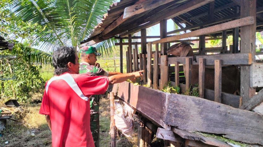 Antisipasi PMK, Pratu Muhammad Fahrijal Monitoring Ternak Kambing di Desa Segomeng