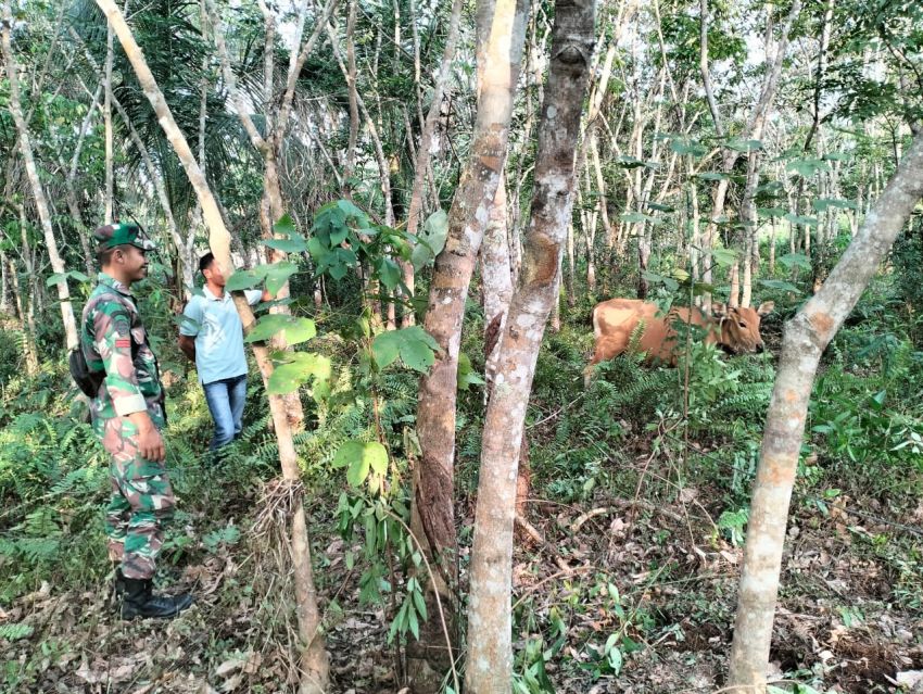 Pratu Wahyu Pradana Monitoring Ternak Sapi di Desa Bungur