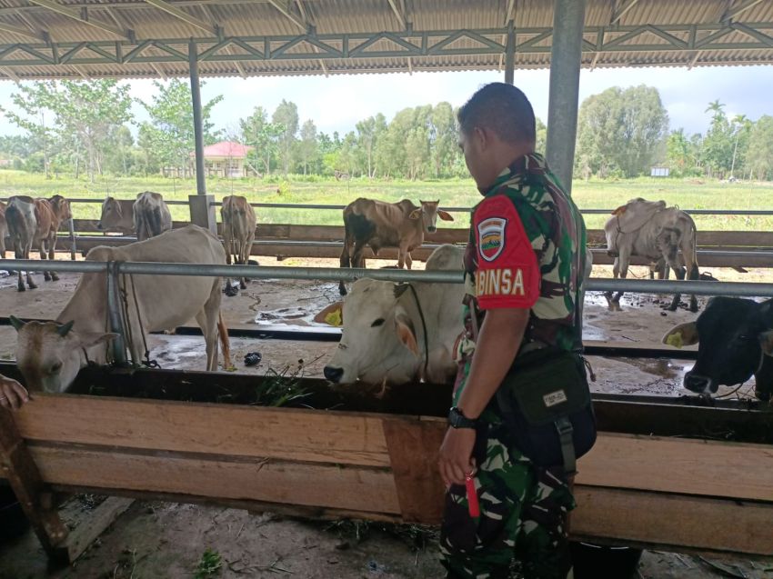 Pratu Riski Nurdiansyah Monitoring Kesehatan Sapi Pemda Meranti, Pastikan Ternak Bebas PMK