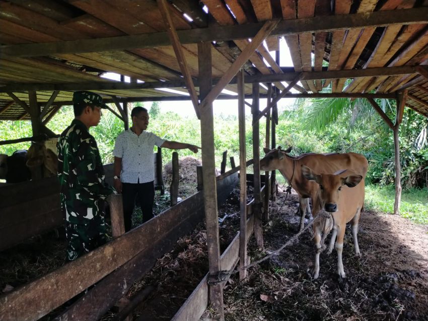 Cegah PMK Hewan, Serma Safi'i Temui Peternak Sapi di Desa Mekong