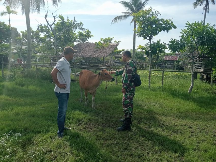 Antisipasi PMK, Serka Anton Harianja Monitoring Ternak Sapi di Tanjung Kedabu