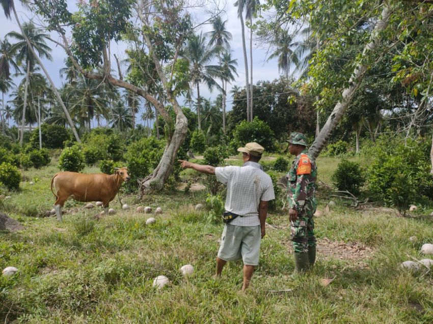 Serda Irvan Sulaiman Terus Monitoring Kesehatan Ternak Warga di Desa Teluk Buntal