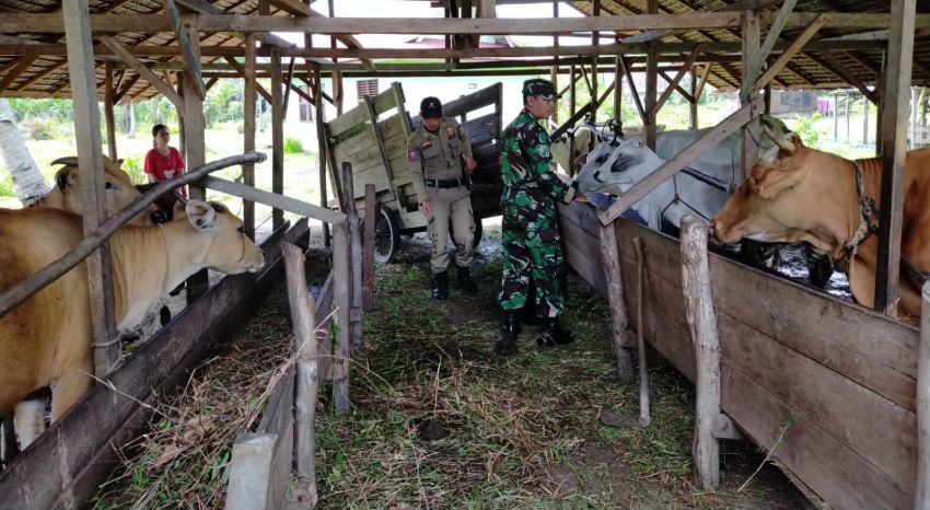 Serma Safi'i Terus Monitoring Kesehatan Ternak Warga di Desa Mekong