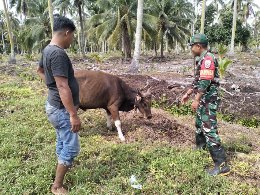 Koptu Masran Monitoring Kesehatan Sapi di Sungai Gayung Kiri, Pastikan Ternak Bebas PMK