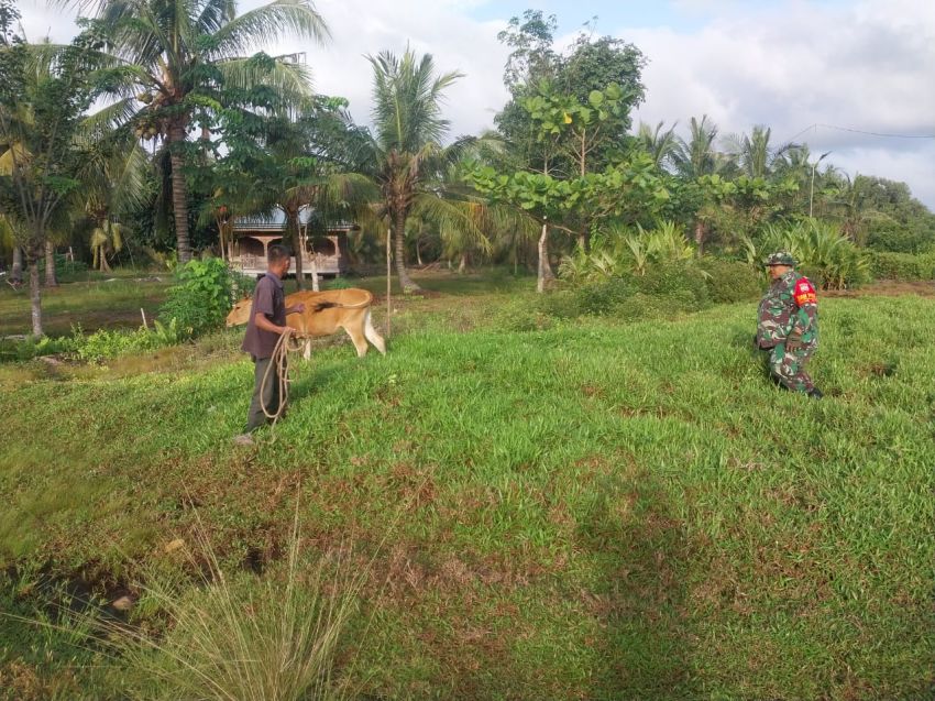Serka Subar Terus Monitoring Kesehatan Ternak Warga di Desa Repan