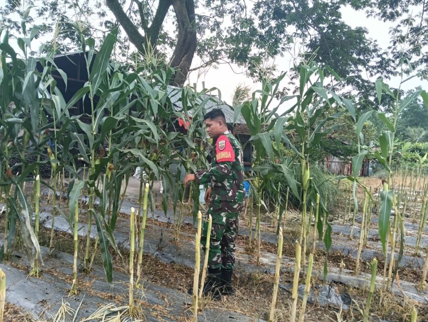 Hanpangan, Babinsa Koramil 02 Tebingtinggi Bantu Warga Panen Jagung