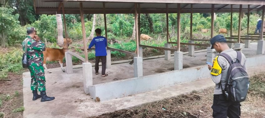 Serma Agus WP Terus Monitoring Ternak Sapi Warga Selatpanjang