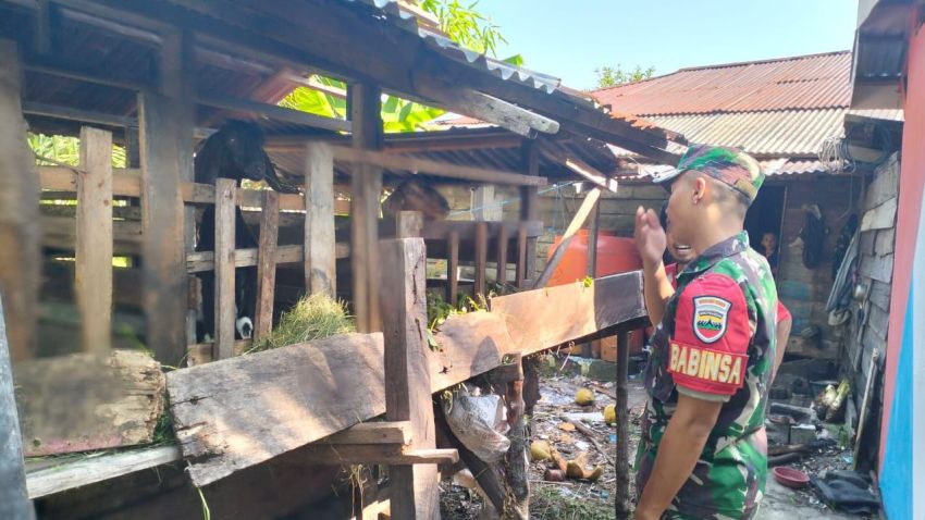 Cegah PMK, Pratu Muhammad Fahrijal Temui Peternak Kambing di Desa Segomeng