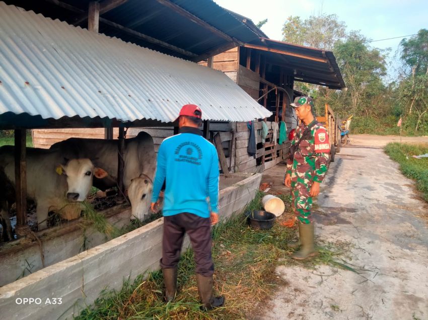 Kopda Sukarman Kunjungi Peternak Sapi di Desa Tenggayun Raya, Upaya Cegah PMK