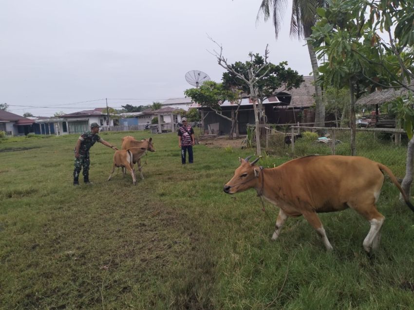 Koptu Masran Terus Monitoring Kesehatan Ternak Warga di Desa Sungai Gayung Kiri