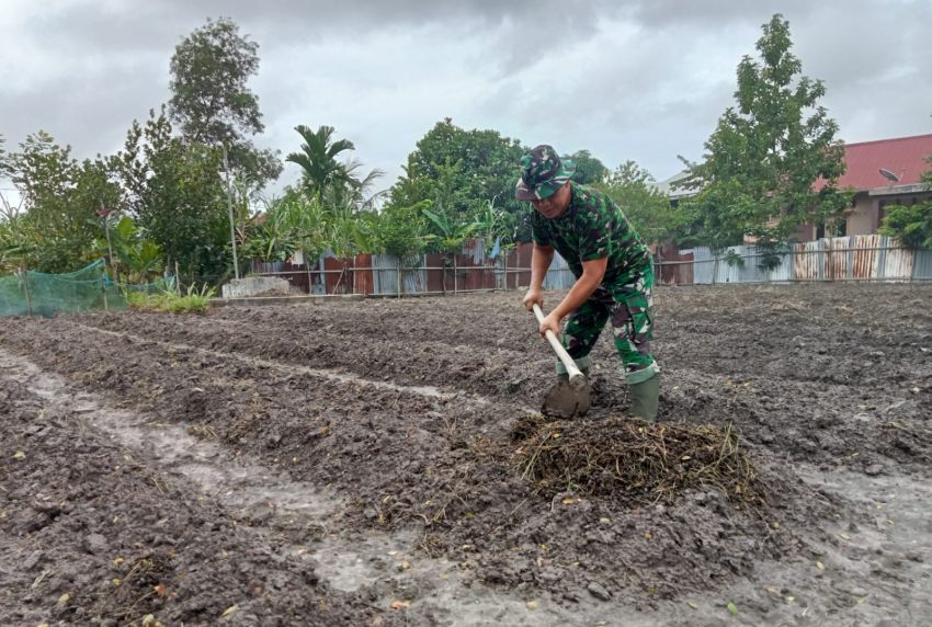 Babinsa Koramil 02 Tebingtinggi Terus Lakukan Pendampingan Petani untuk  Dukung Hanpangan