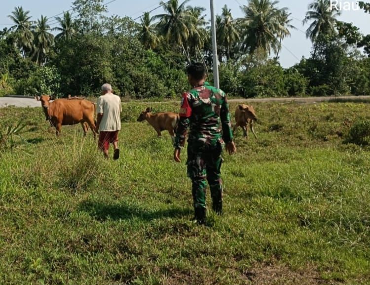 Hindari Penyakit Mulut dan Kuku, Pratu Diki Hidayat Cek Sapi Warga Sialang Pasung