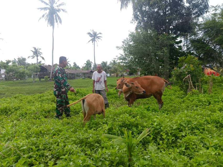 Hindari Penyakit Mulut dan Kuku, Serda Firman S Cek Kesehatan Sapi Milik Warga Selatpanjang Kota