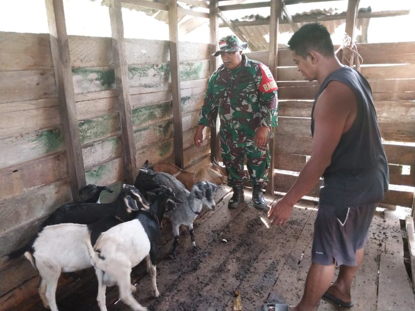 Hindari Penyakit Mulut dan Kuku, Serka Subar Cek Kambing Milik Warga Repan