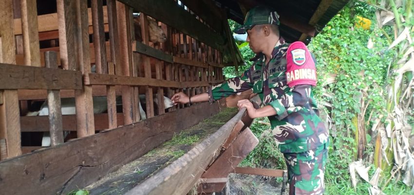 Pratu Angga Pebrihadi Kunjungi Peternak Kambing di Selatpanjang Kota, Upaya Cegah PMK