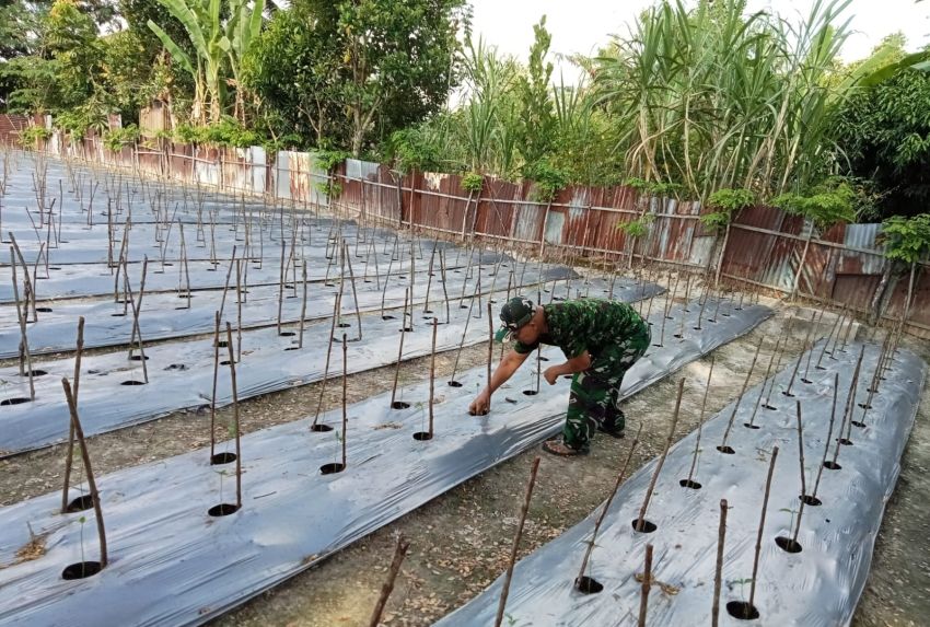 Berikan Pendampingan, Serka Rayen Motivasi Petani Binaan