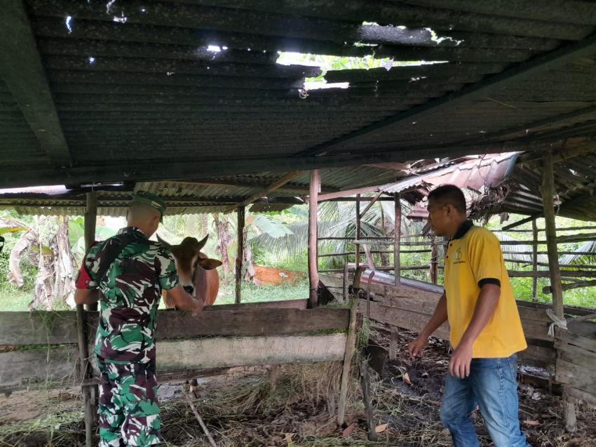 Pratu P Situmorang Rutin Monitoring Kesehatan Ternak Warga Maini Darul Aman