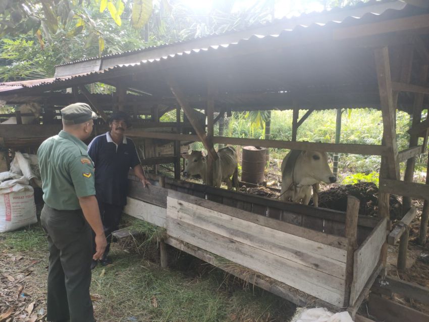 Antisipasi Adanya PMK, Serda Irvan Sulaiman Cek Kesehatan Sapi Milik Warga Tanjung Gadai