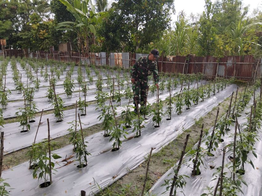 Sertu Pardin Paramay Rutin Lakukan Pendampingan ke Petani Cabe di Selatpanjang Kota