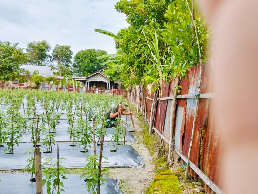 Motivasi Petani Binaan, Sertu Pardin Paramay Kembali Kunjungi Petani Cabe di Gg Permai