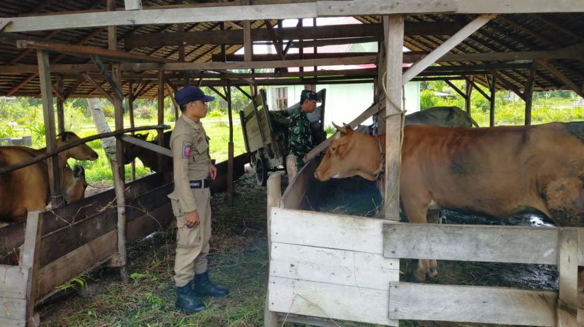 Serma Safi'i Kunjungi Peternak Sapi di Desa Mekong, Upaya Cegah PMK