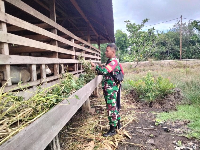 Serda Lasidi Rutin Monitoring Kesehatan Ternak Warga Desa Sonde