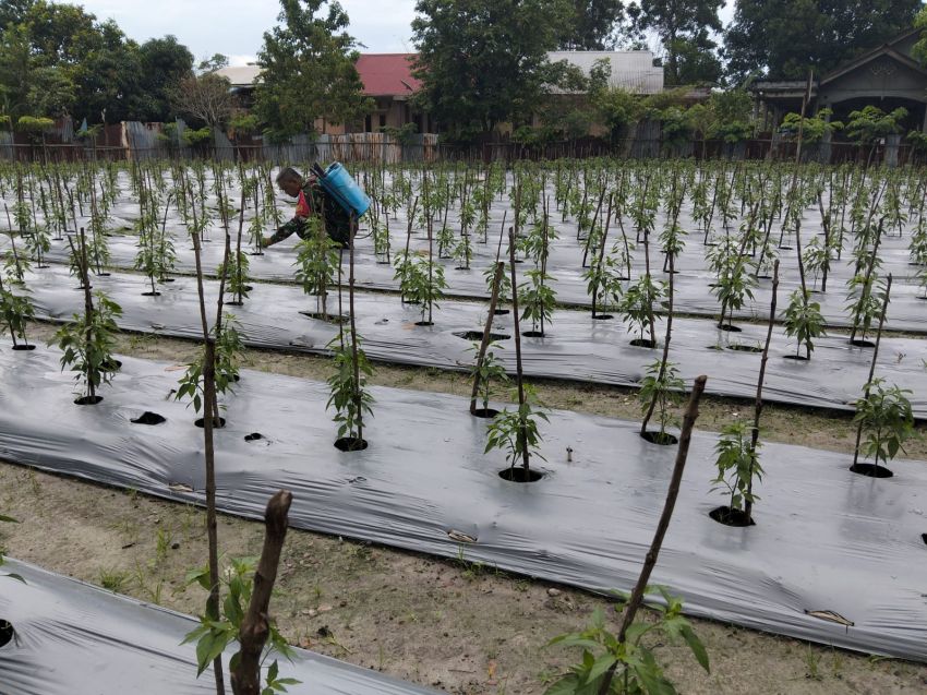 Kembali Kunjungi Petani Cabe di Selatpanjang Kota, Sertu Pardin Paramay Bantu Proses Perawatan
