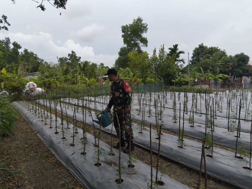 Sertu Pardin Paramay Rutin Berikan Pendampingan ke Petani Cabe di Desa Binaan