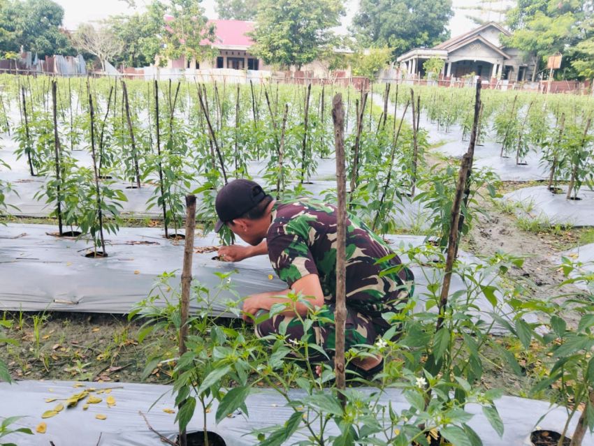 Sertu Pardin Paramay Kembali Kunjungi Petani Binaan, Pastikan Cabe Yang Ditanam Tumbuh Dengan Baik