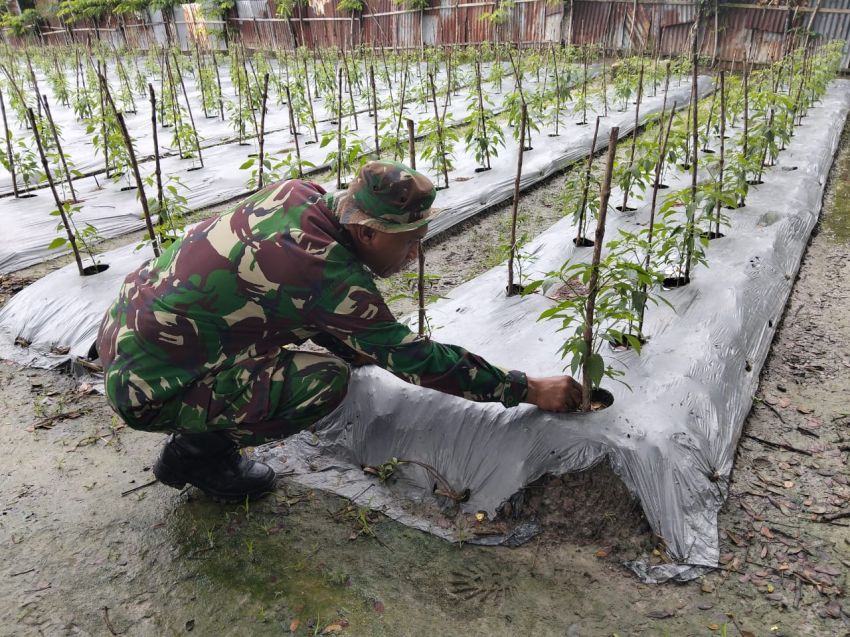 Sertu Pardin Paramay Kembali Kunjungi Petani Cabe di Selatpanjang Kota