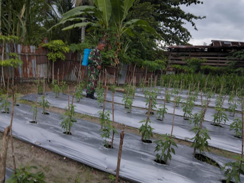 Kembali Kunjungi Petani Binaan, Sertu Pardin Paramay Bantu Perawatan Cabe Rawit