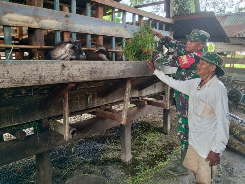 Pastikan Ternak Warga Bebas PMK, Serda Lasidi Kunjungi Peternak Kambing di Desa Sonde