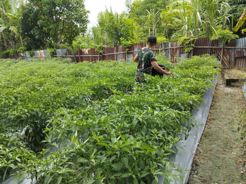 Sertu Pardin Paramai Dampingi Petani di Gg Permai Rawat Cabe Rawit