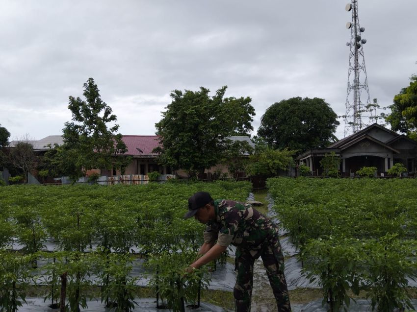 Tanaman Cabe Rawit di Gg Permai Sudah Panen Perdana 84 Kg