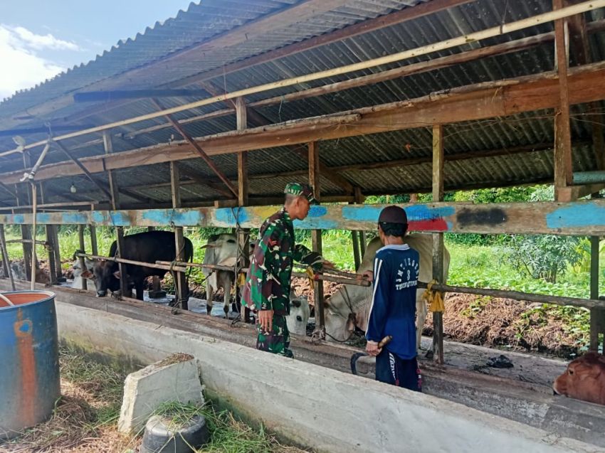 Kopda A Winarto Rutin Monitoring Kesehatan Ternak Warga di Desa Sendanu Darul Ikhsan
