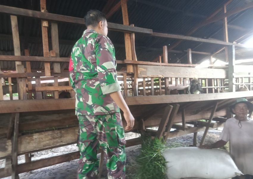 Antisipasi Adanya PMK, Serda Dedi Hermansyah Cek Kesehatan Kambing Milik Warga Sungai Tohor